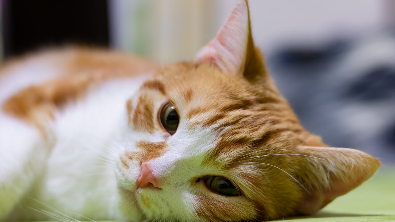 ジアルジア症患者の長期的な見通しはどうなりますか?