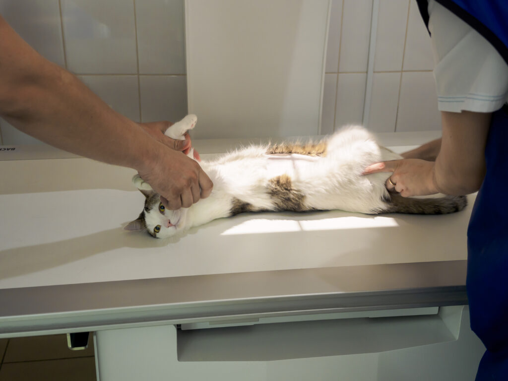 猫の巨大結腸症、どうやって診断するの？