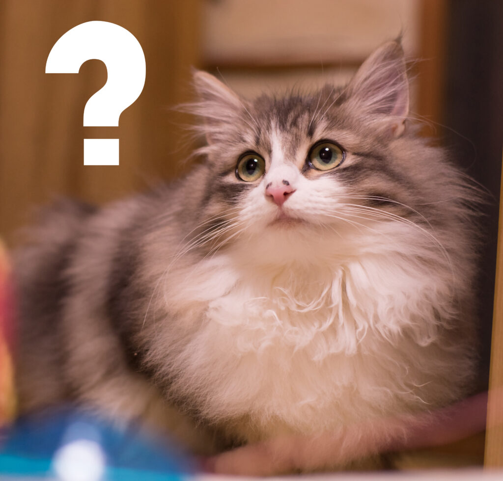 猫の巨大結腸症の原因は何？