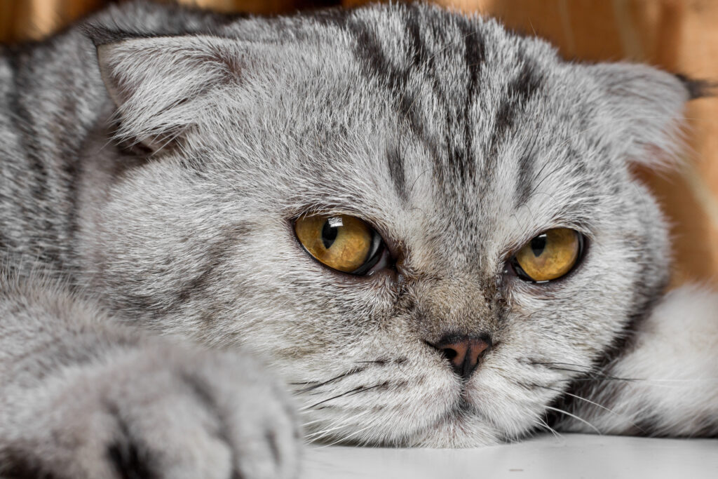 猫の「骨軟骨異形成症」予防する方法はある？