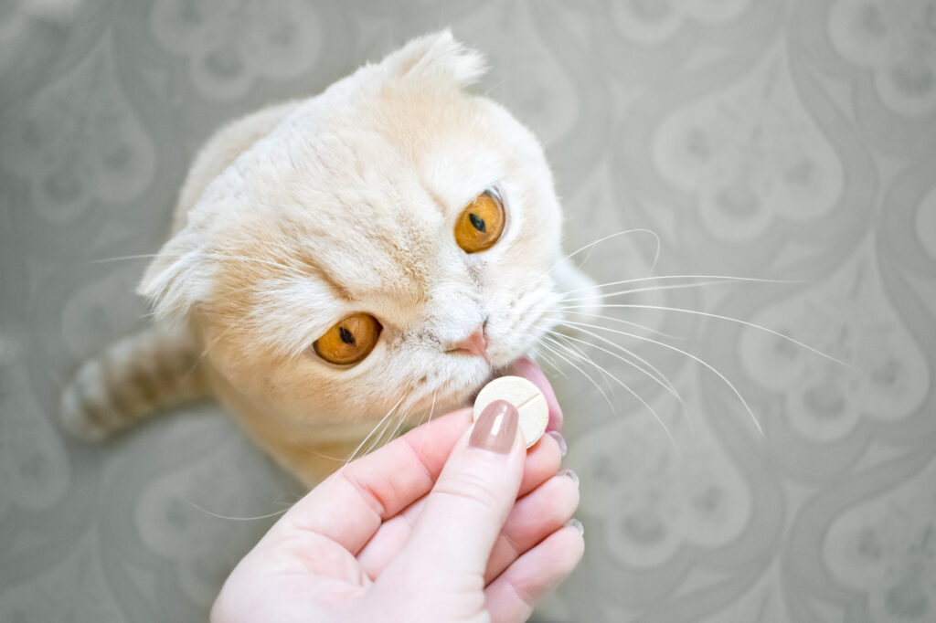 猫の「骨軟骨異形成症」治療法はある？