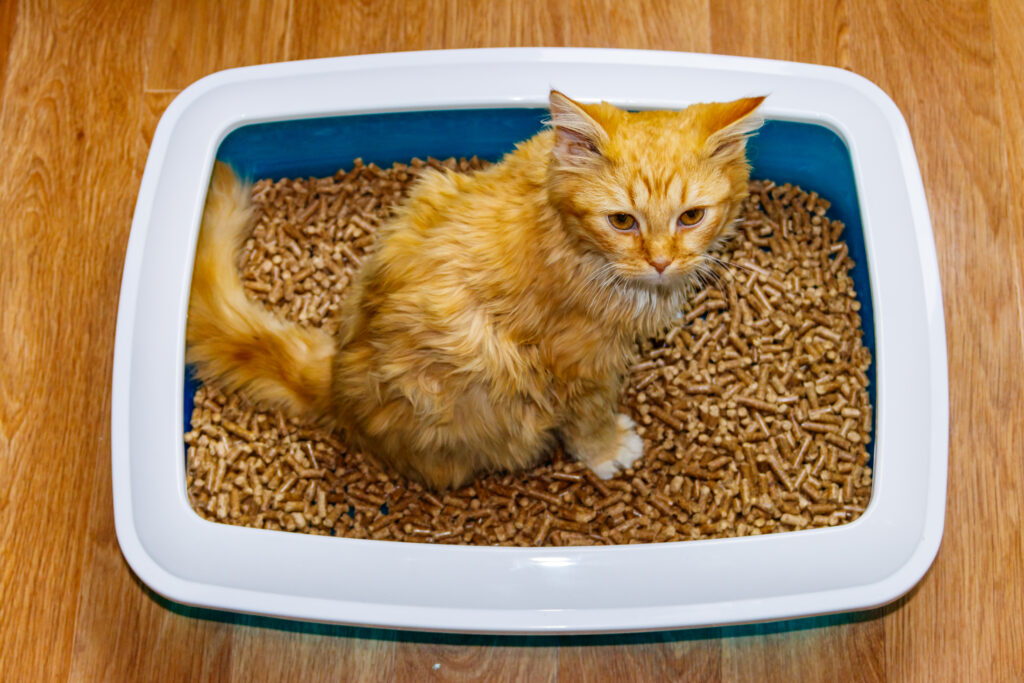 ジアルジア症の原因は何ですか?