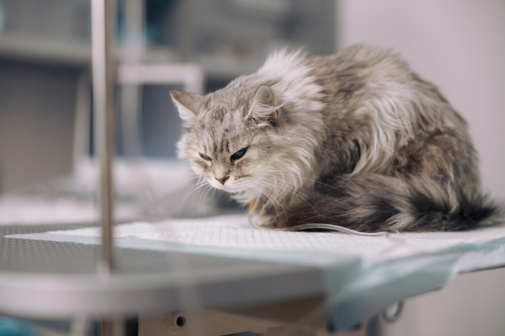 猫の「腎結石」の症状・治療法