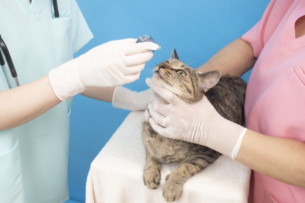 猫の瞬膜トラブル、治療法はあるの？