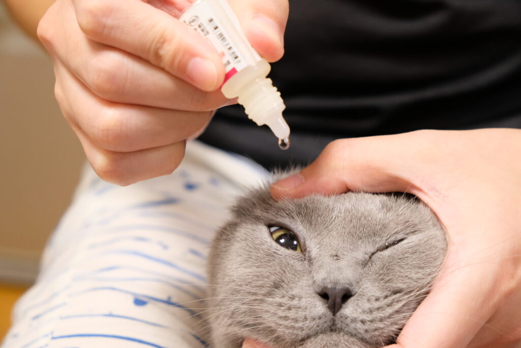 意外に難しい、猫に目薬をさすコツとは？