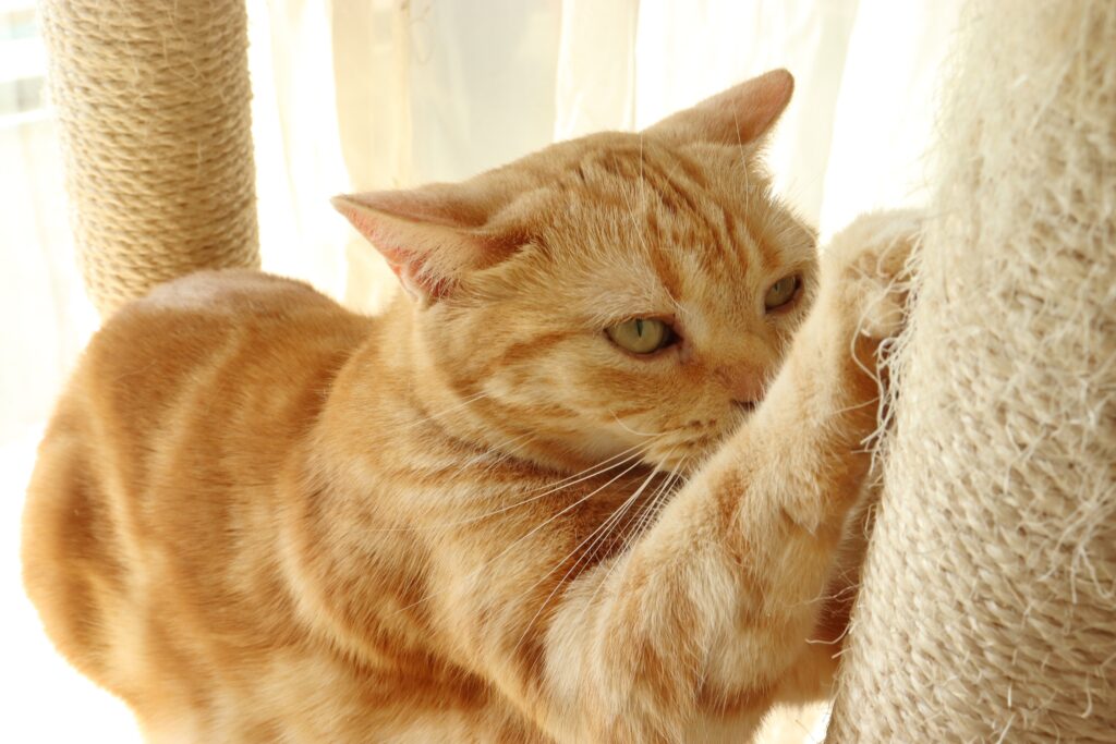 猫が嫌がって爪切りをさせてくれない、どうしたらいい？