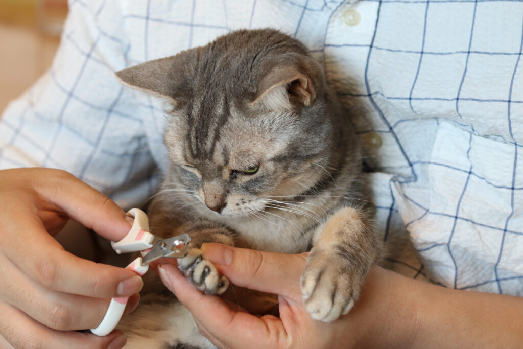 猫の爪切りいろいろ…どのタイプがいいの？