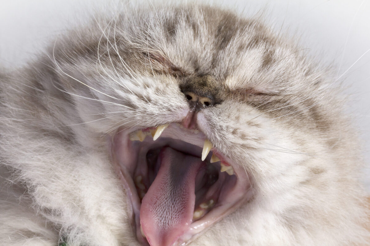 猫は虫歯にならない 症状 治療法 予防について徹底解説 ねこ大学