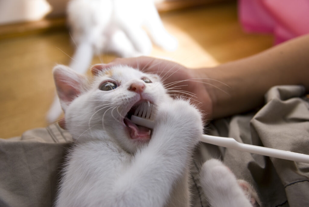 子猫の歯磨きはいつから始める？