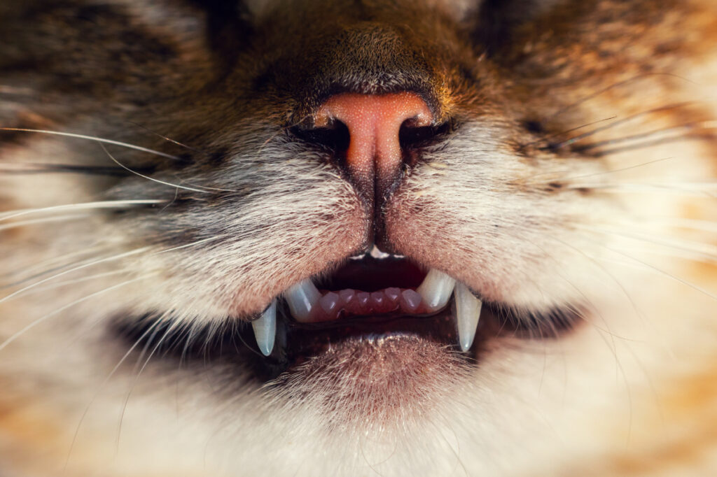 猫特有の虫歯に似た病気・破歯細胞性吸収病巣ってなに？