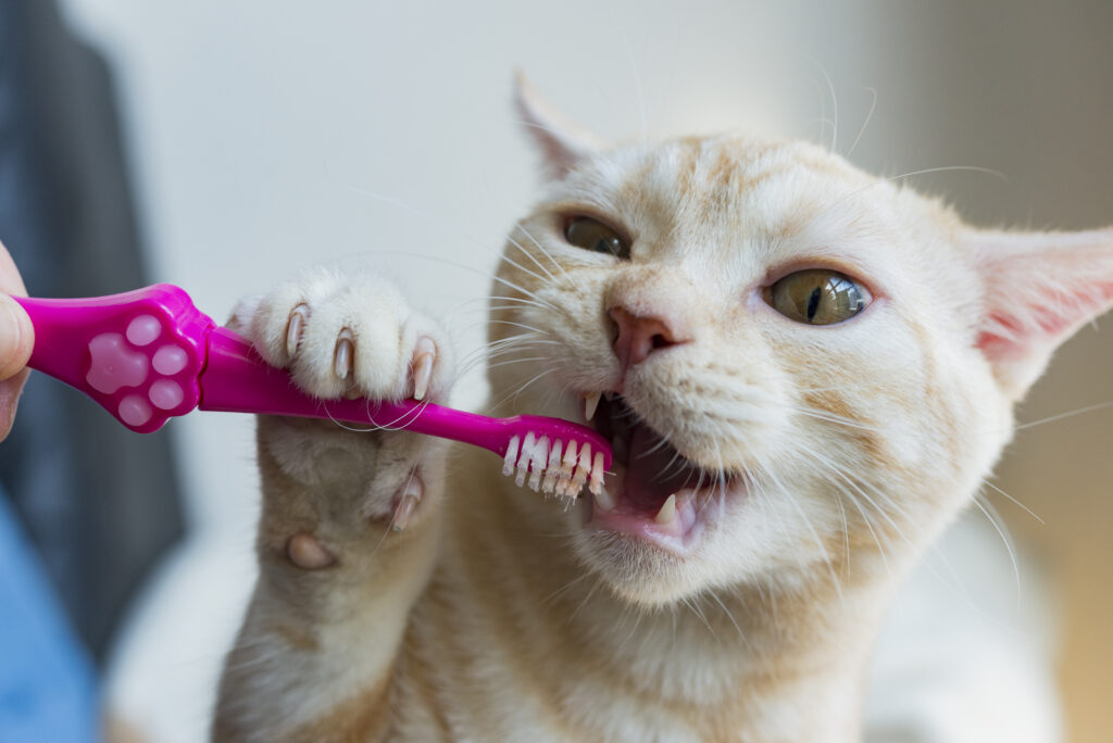 猫に歯磨きは必要？