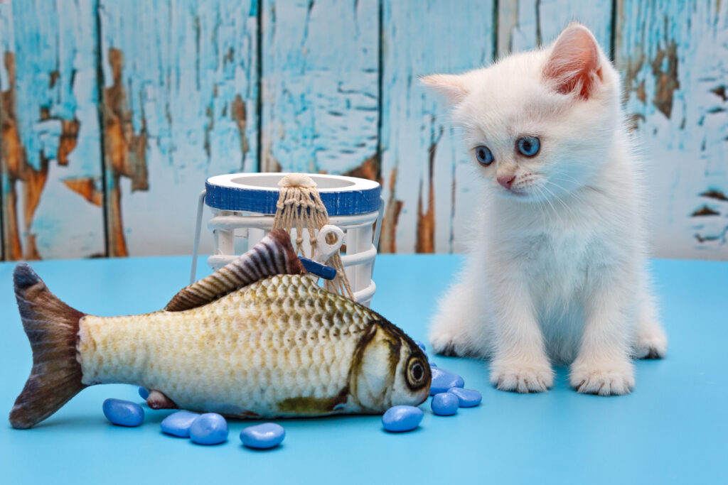 猫に魚を与えるときはココに注意！