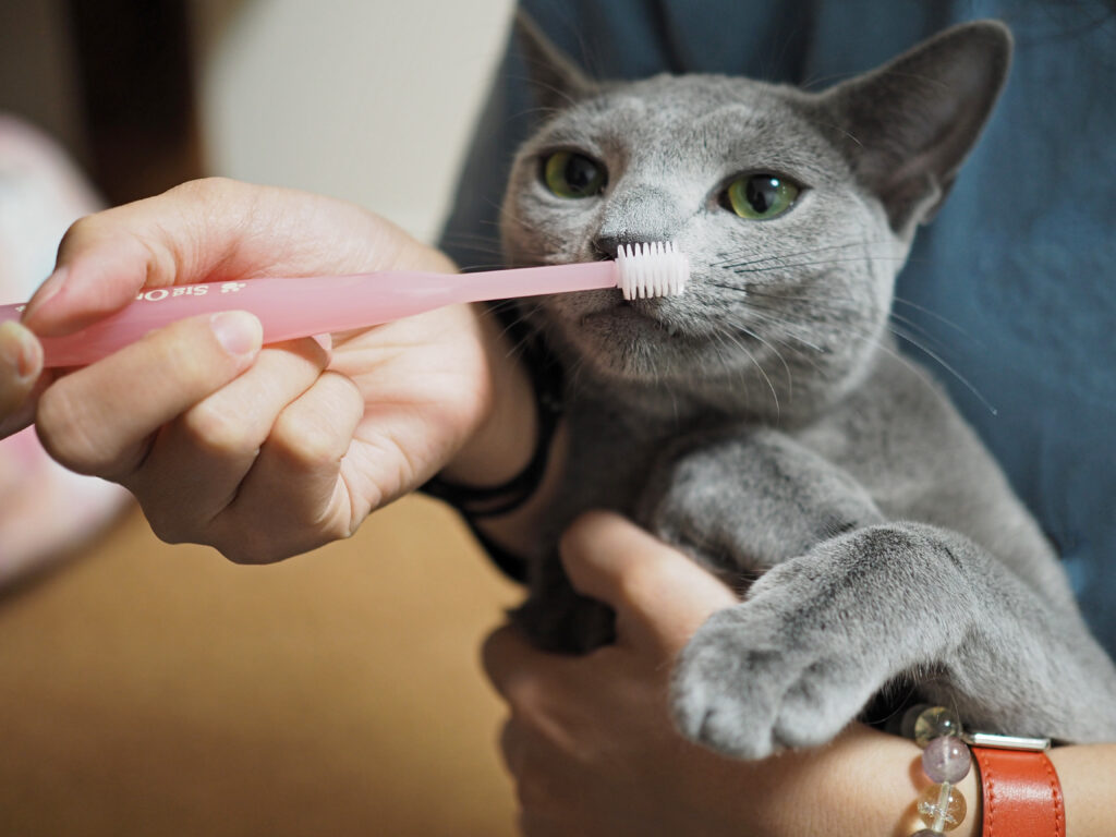 猫の歯磨き、お薦めアイテムを紹介
