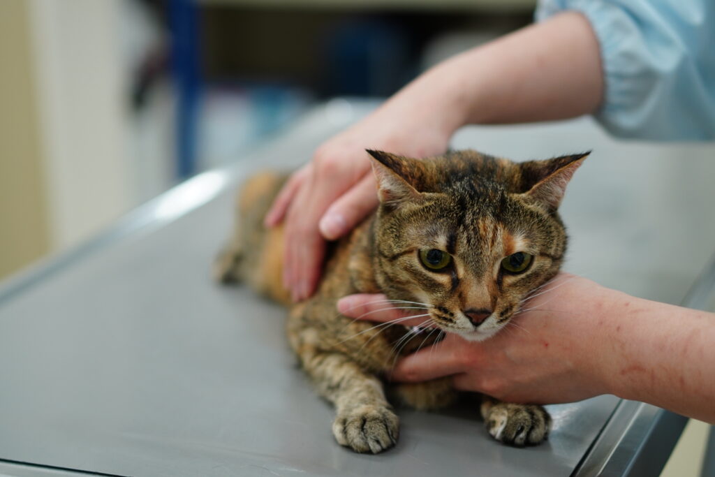 完全室内飼育の猫でもワクチン接種は必要なの？