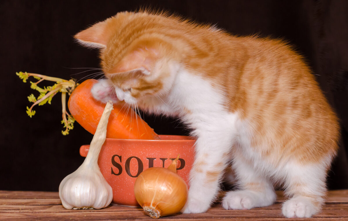 猫が玉ねぎを食べた 中毒症状 対処法を徹底解説 ねこ大学