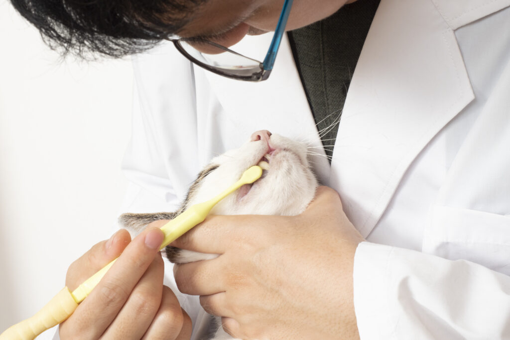 猫の歯磨きは動物病院やトリミングサロンでやってくれることもあります。