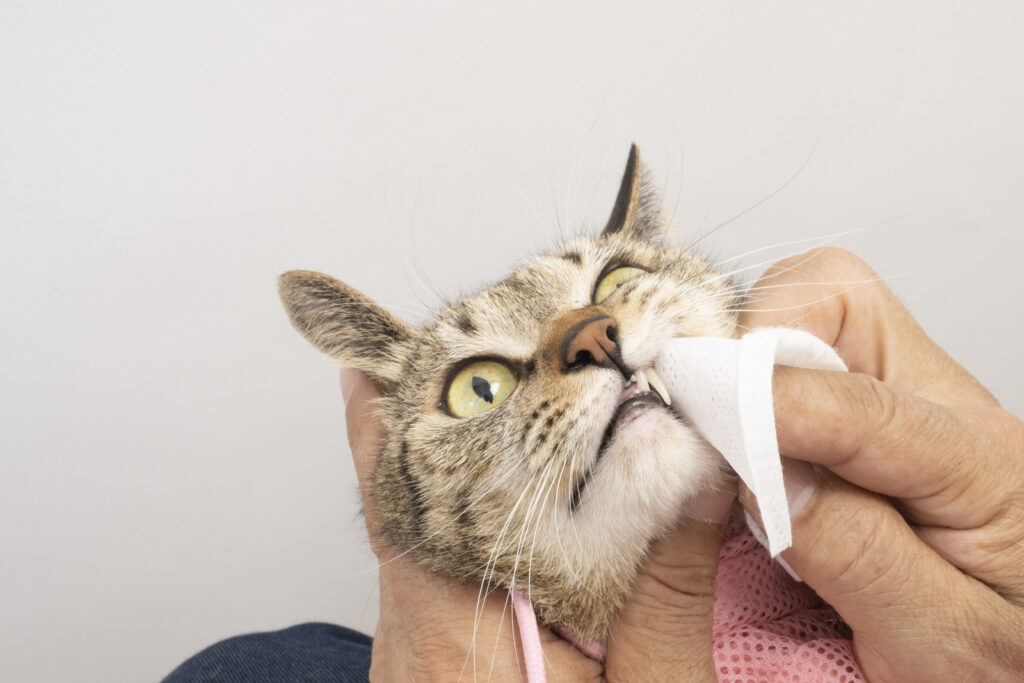 猫の歯磨き、代用できるものはある？
