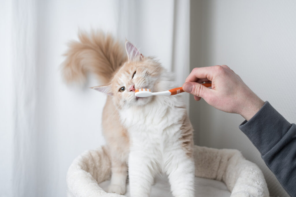 猫の歯磨きの方法、歯磨きのコツを伝授