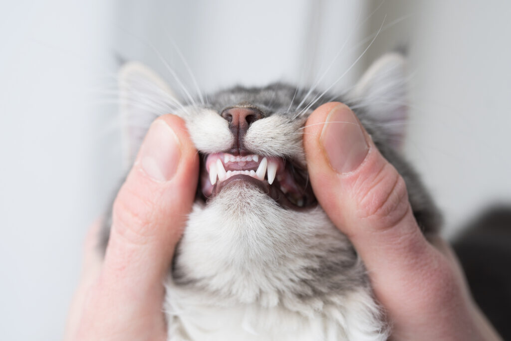 歯磨きの前に猫の歯の構造を知っておこう