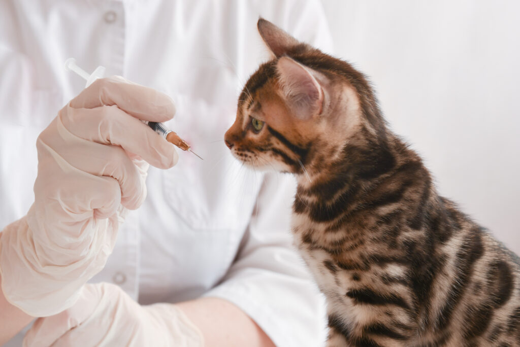 猫のワクチンとは？