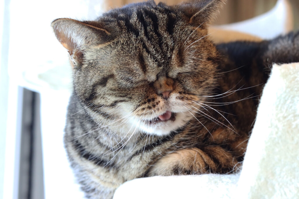 猫が歯磨きを嫌がるときの対象法はある？