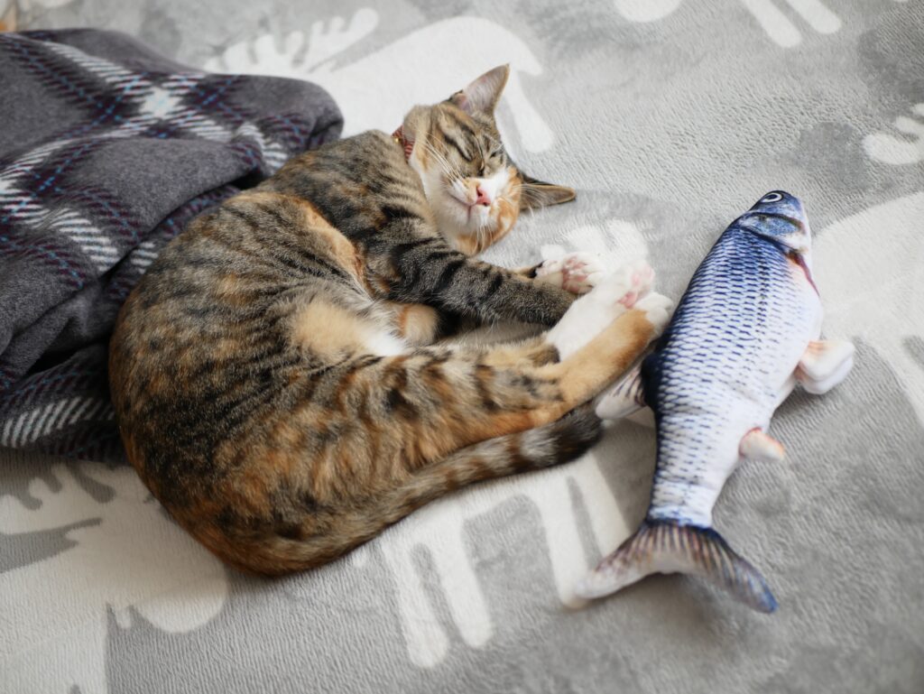 猫は魚が好き？嘘？本当？