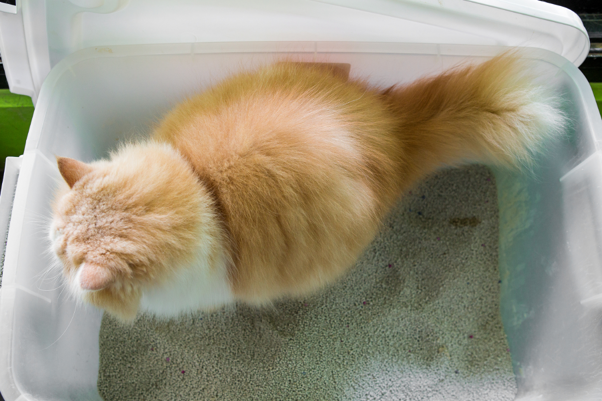 猫の下痢には要注意!症状別の原因と対策,治療法を徹底解説ねこ大学