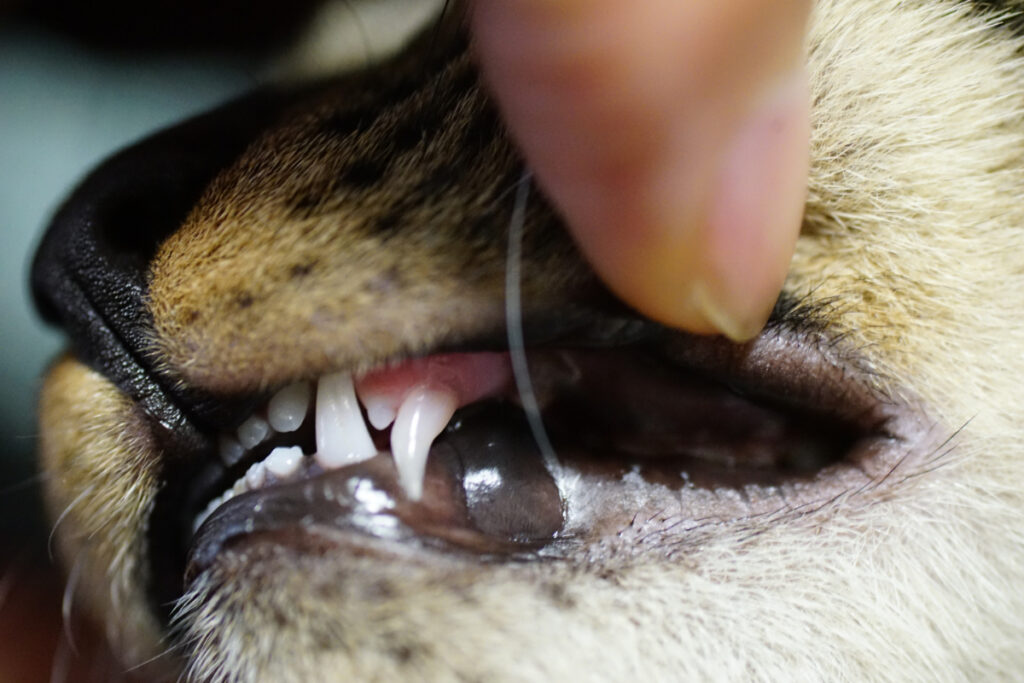 猫の歯の汚れ…これって虫歯じゃない？