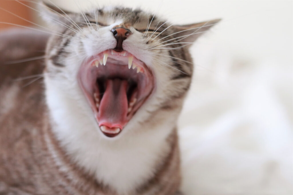 猫は虫歯にならない、それ本当？