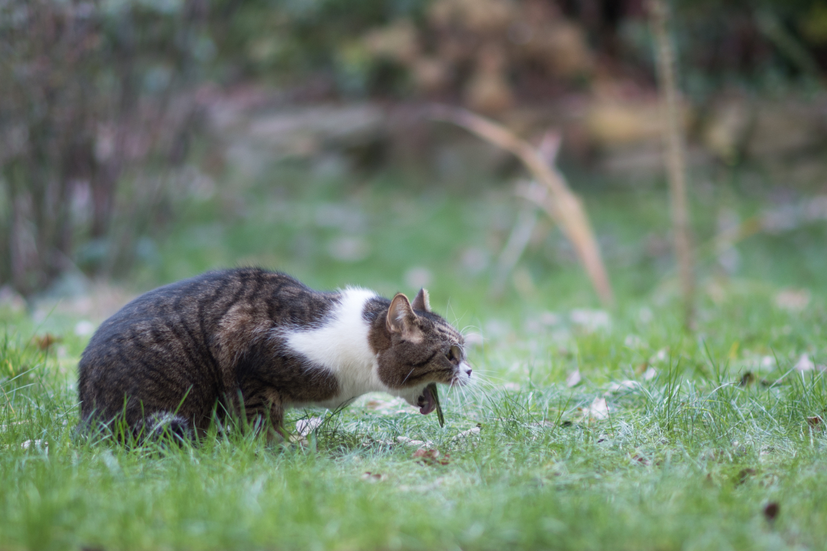 猫が吐いた物別の対応策 病院に行くべき症状は ねこ大学