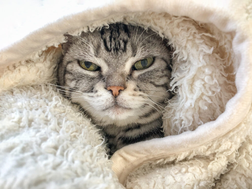 ウールサッキングする猫の防寒対策はどうすればいい？