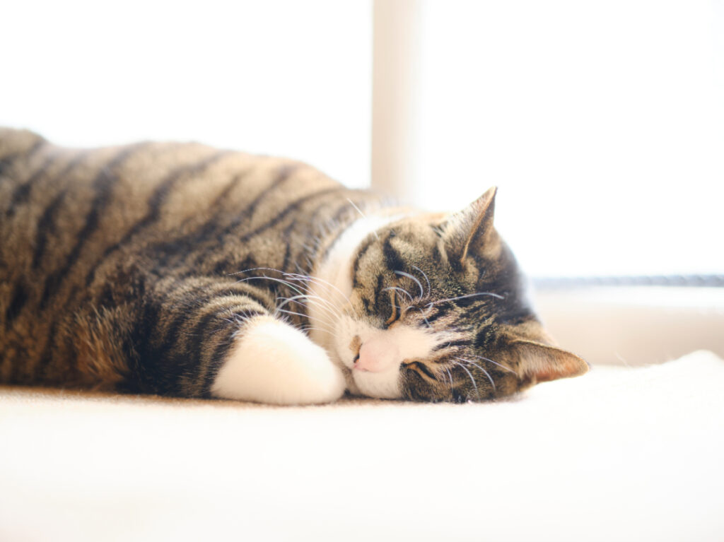 猫の「慢性腎臓病（慢性腎不全）」は進行によって4つのステージに分けられる。