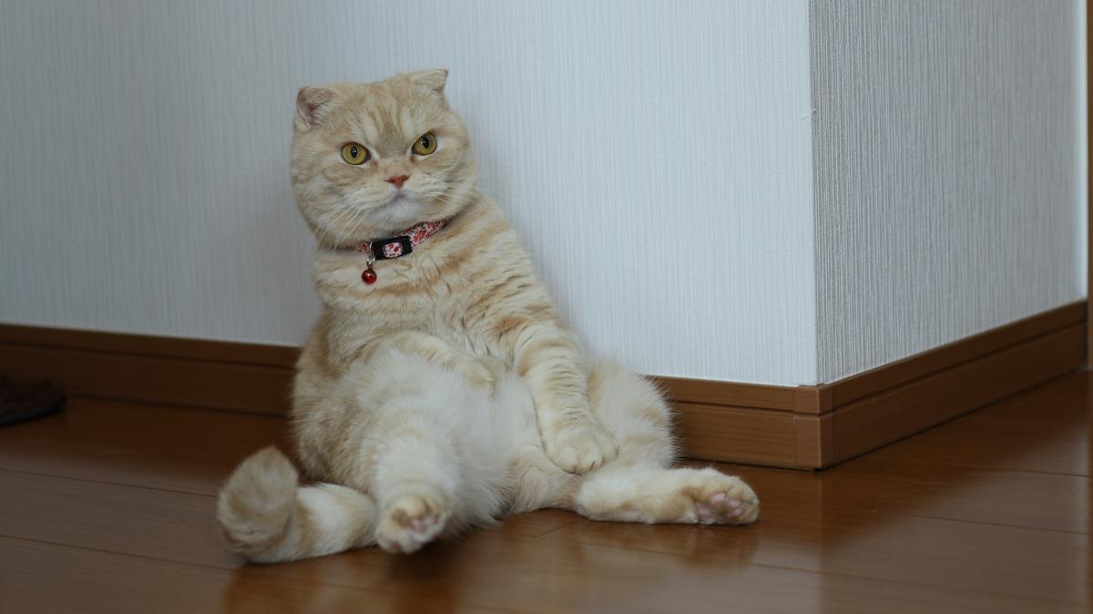 猫の座り方は何種類?座り方で解る体調のこと|ねこ大学