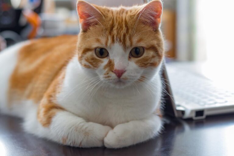 猫の座り方は何種類?座り方で解る体調のこと|ねこ大学