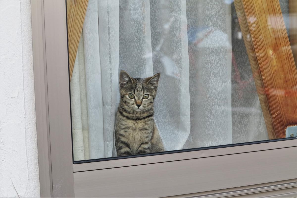 猫のお留守番 トイレや餌 冬や夏の注意点は ねこ大学