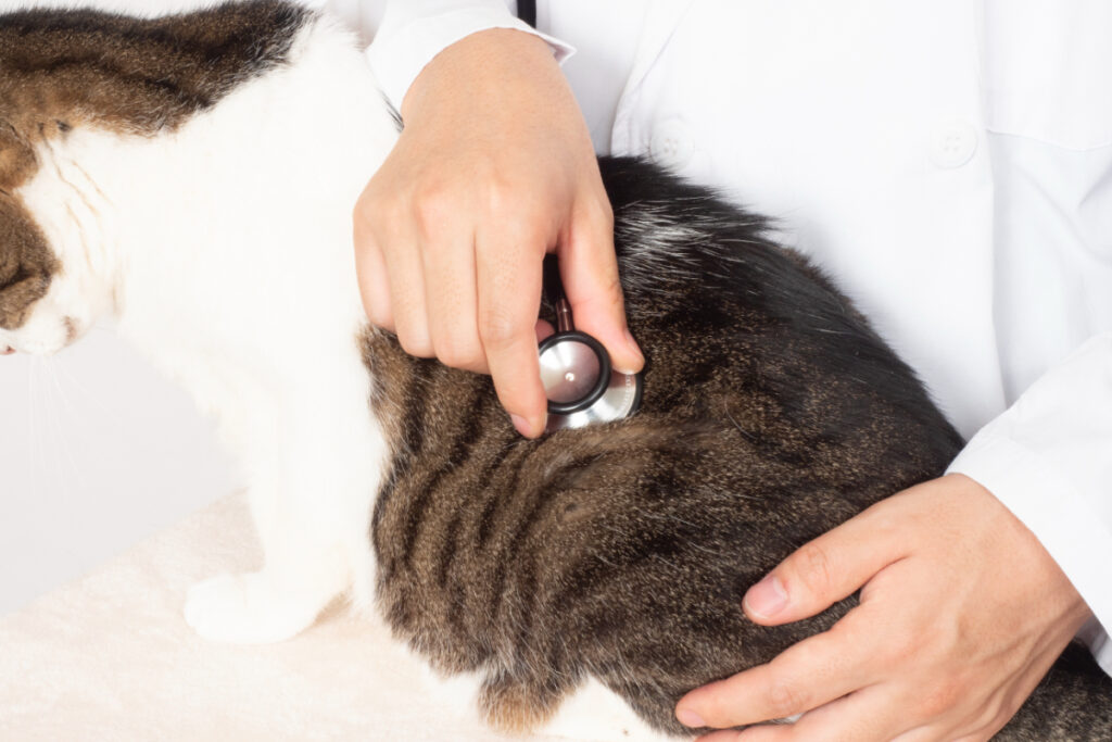 猫の黄色脂肪腫はどうやって治療するの？