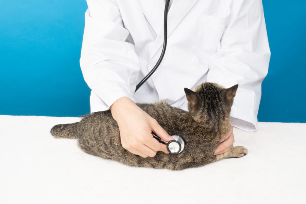 猫を尿毒症から守る予防法とは？