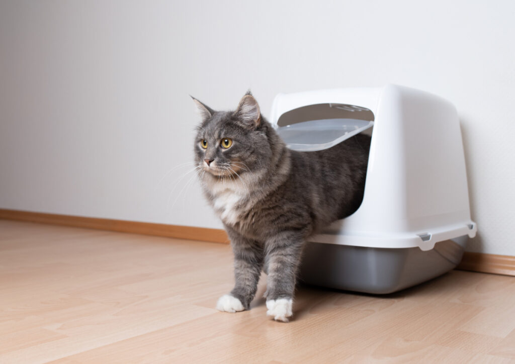 猫の尿毒症、原因は何？