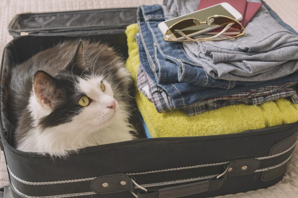 猫との旅行、気を付けるポイントは？