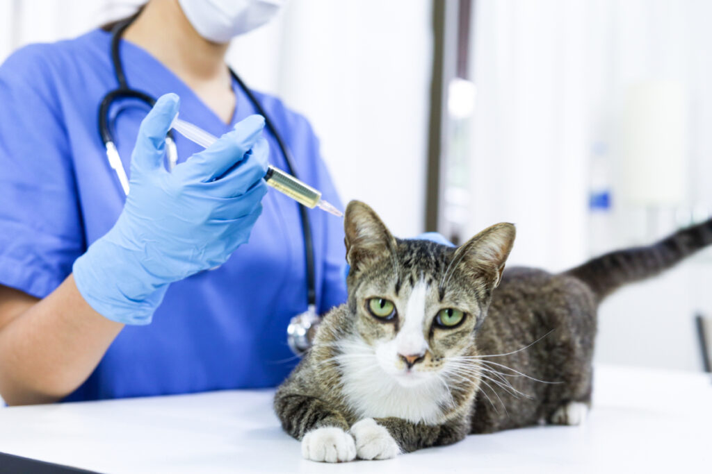 猫の尿毒症、どんな治療するの？