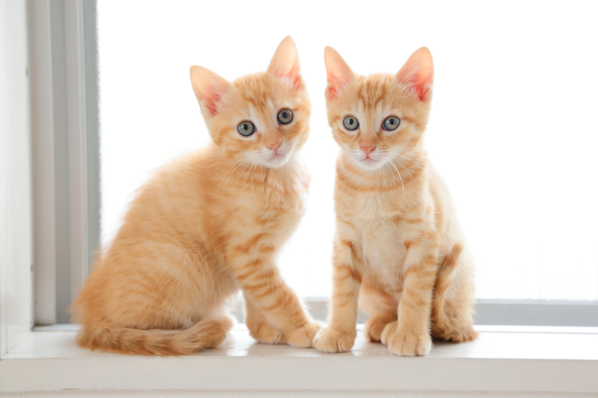 猫座り 方体調 – 猫 座り方 特徴 _ 猫の座り方6種類！座り方でわかる猫の気持ちや病気とは – HUQVK