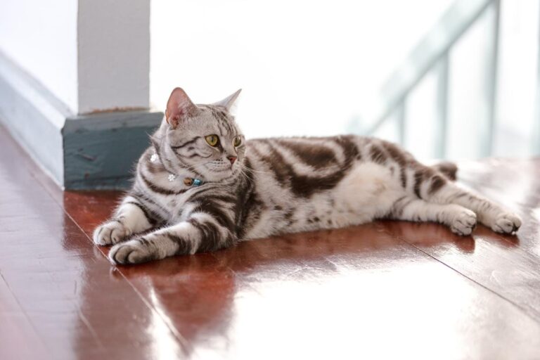 猫の座り方は何種類?座り方で解る体調のこと|ねこ大学