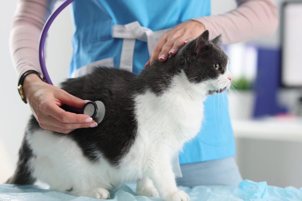 猫を「多発性嚢胞腎」から守るための予防法はある？