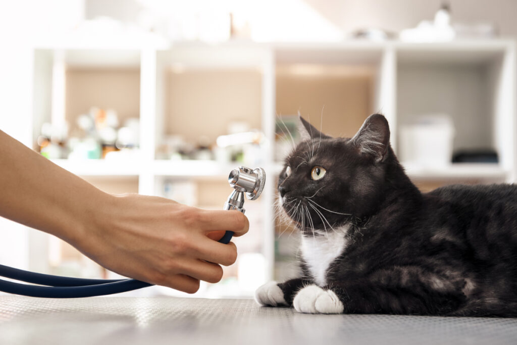 猫の「急性腎障害（急性腎不全）」予防はできる？急性腎臓病（急性腎不全）の予防法を詳しく説明。