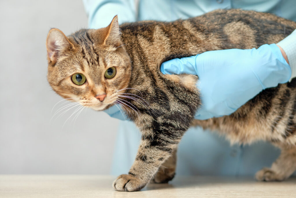 猫の「急性腎臓病（急性腎不全）」治療はできる？急性腎臓病（急性腎不全）の治療法を詳しく説明