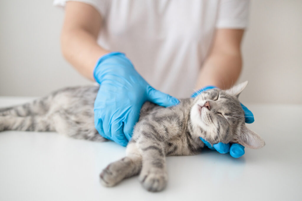 猫の「慢性腎臓病（慢性腎不全）」治療はできる？慢性腎臓病（慢性腎不全）の治療法を詳しく説明。