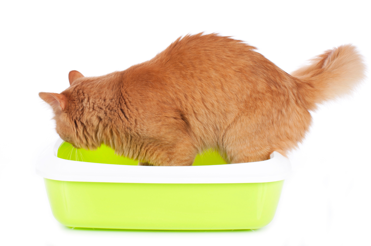 猫の腎臓病(腎不全)の症状や治療法を徹底解説.末期と診断されたら?ねこ大学 猫の腎臓病(腎不全)の症状や治療法を徹底解説.末期と診断されたら?ねこ大学