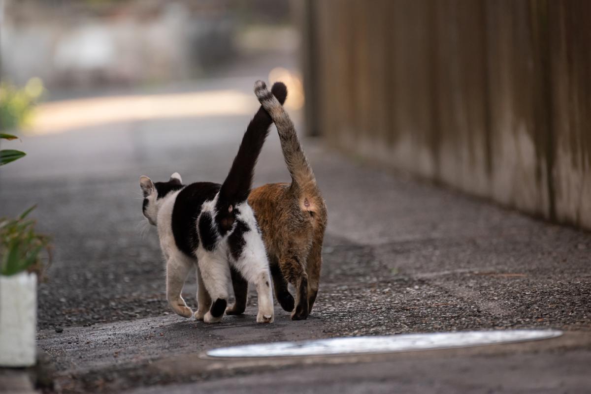 猫の発情期の行動は 発情の期間 対策を徹底解説 ねこ大学