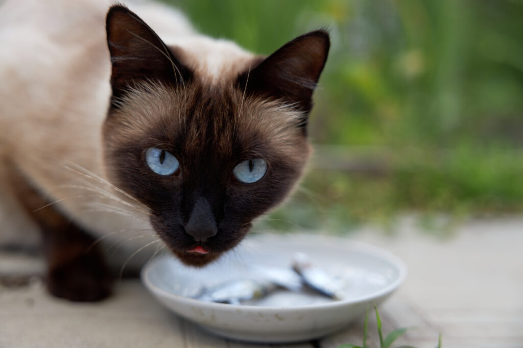 魚が原因の猫の病気に気をつけて！