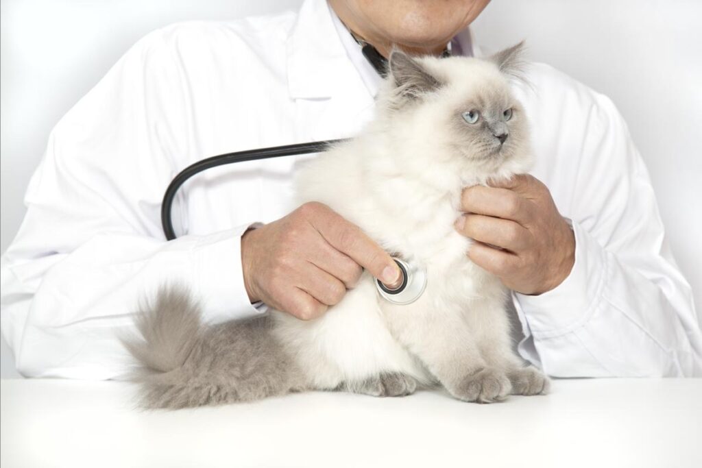 猫に健康診断は必要？